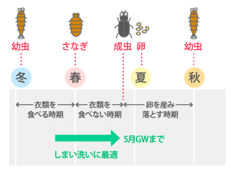 オファー 服に虫がつく どのくらい