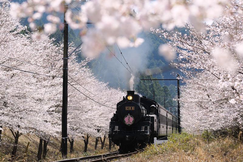 鉄道のプロが選ぶ 桜の名勝路線5選 ウェザーニュース