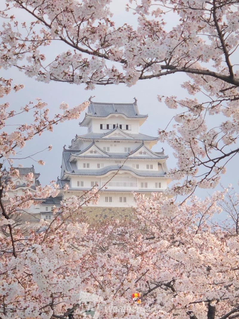 さくらまつり19 桜絶景写真を紹介 ウェザーニュース
