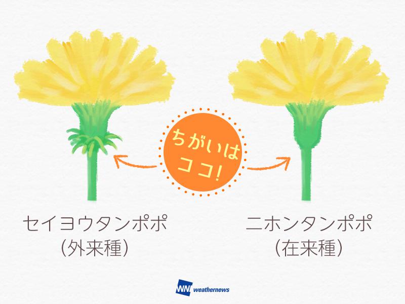 タンポポの知られざるヒミツ ウェザーニュース