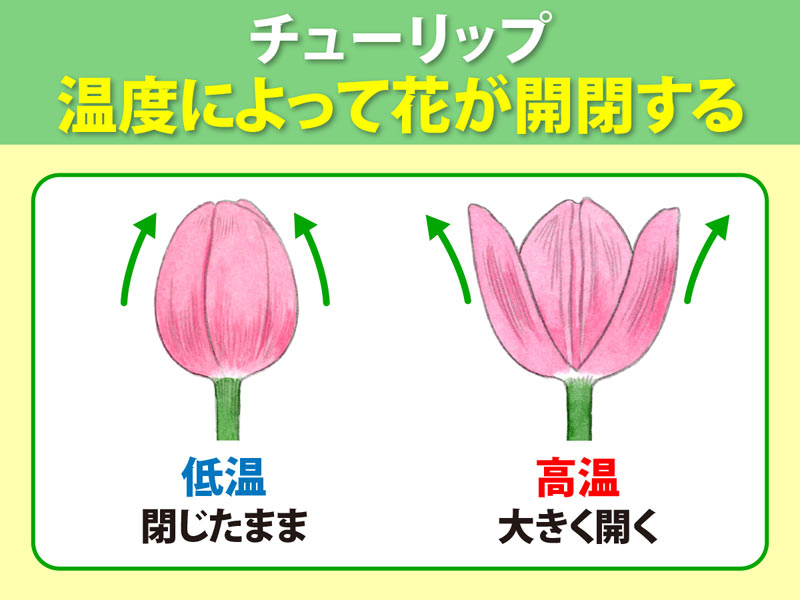 上品な春の花 チューリップ 開き具合で 気温 が分かる ウェザーニュース