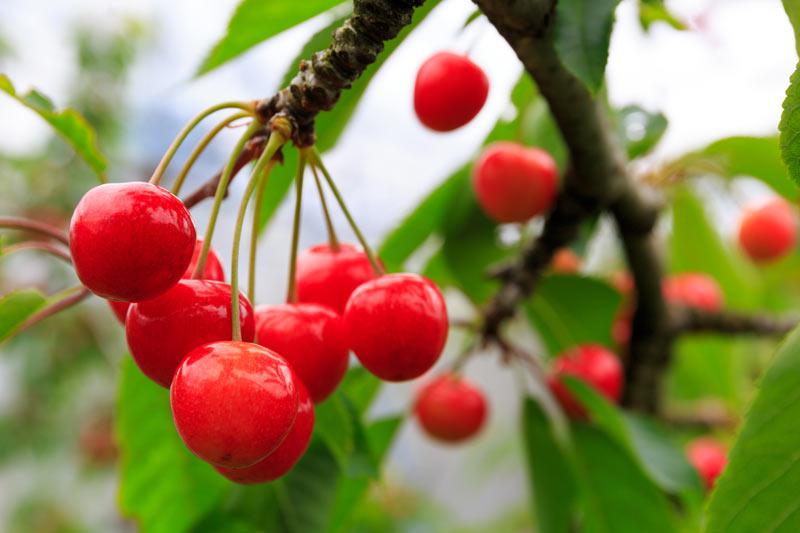 サクランボと桜の関係 ウェザーニュース