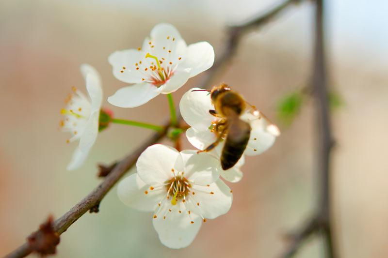 サクランボと桜の関係 - ウェザーニュース