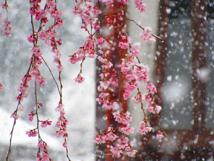 雪と桜 関東甲信で桜隠し 満開の桜に積もる雪 ウェザーニュース