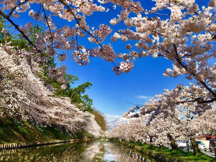 桜開花予想19 青森 弘前公園はgw初日に満開へ 来週には北海道でも開花予想 ウェザーニュース