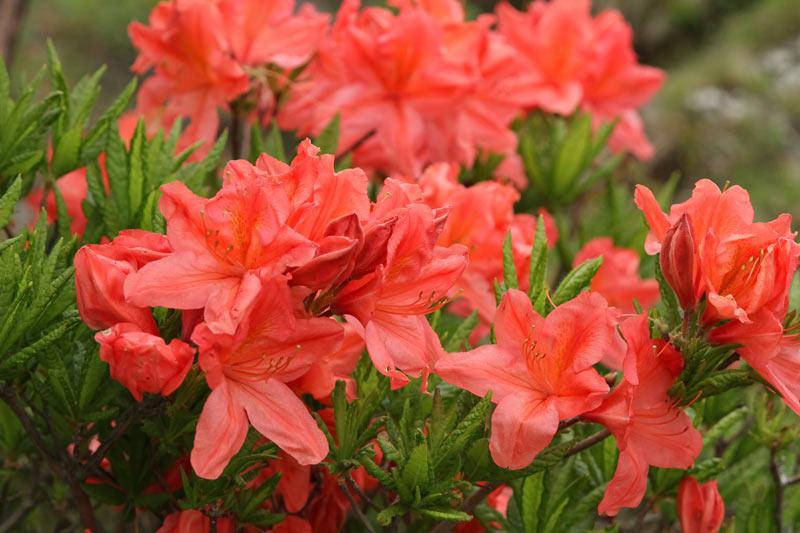 過去には重大事故も 身近な花に潜む毒 ウェザーニュース