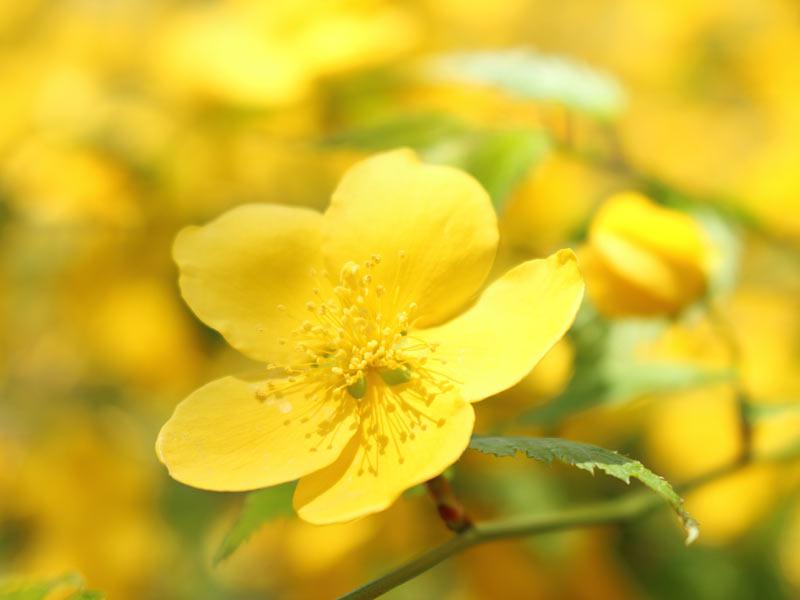 万葉集 にも歌われたヤマブキの花で春を感じる ウェザーニュース