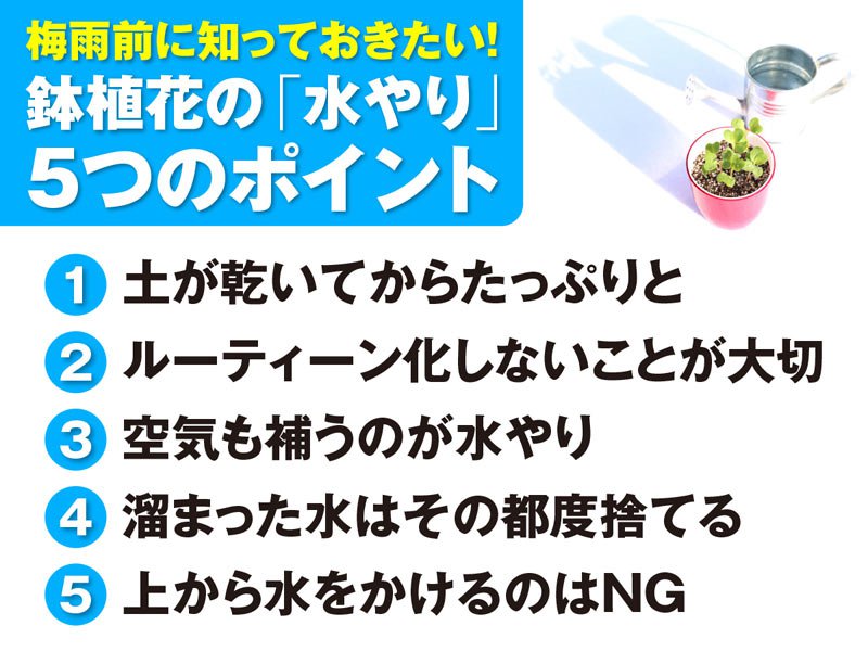 梅雨前に知っておきたい 正しい水やり 5つのポイント ウェザーニュース