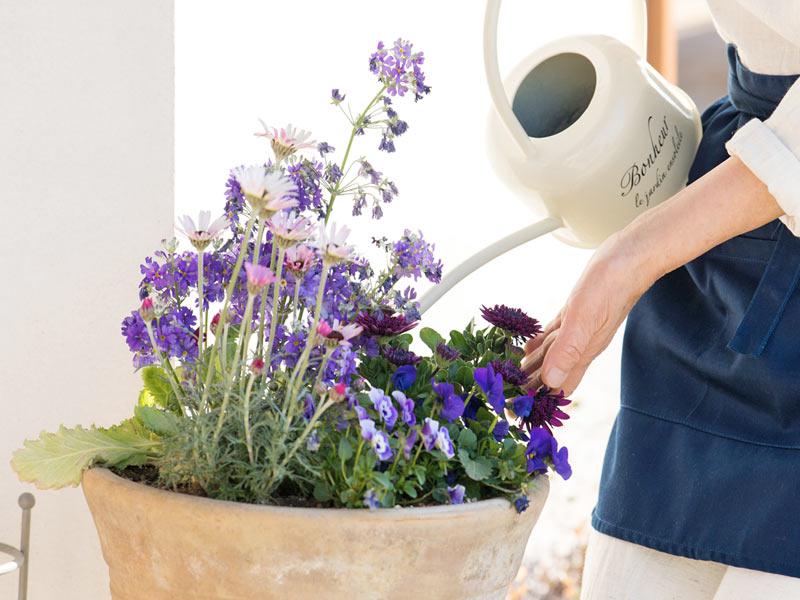 梅雨前に知っておきたい！ 正しい水やり、5つのポイント - ウェザー
