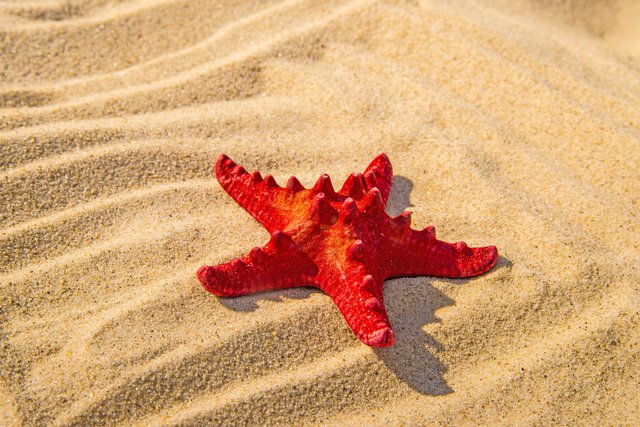 海の生き物 ウェザーニュース