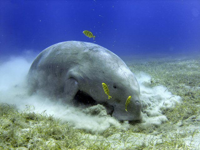 海の生き物 ウェザーニュース