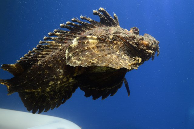 海の生き物 ウェザーニュース