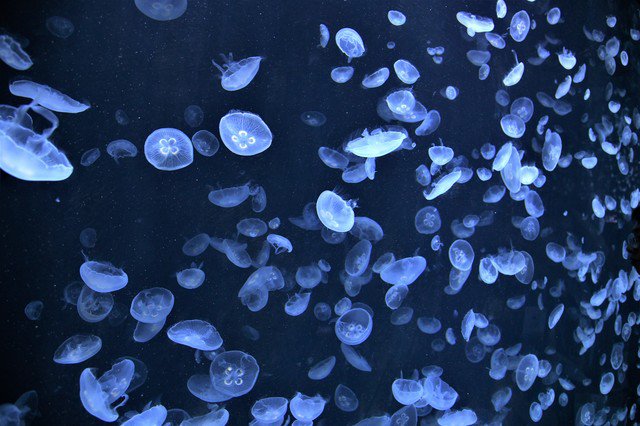 海の生き物 ウェザーニュース