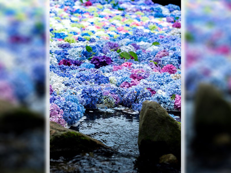 どんより気分を吹き飛ばす梅雨の絶景 視線を奪う色とりどりの紫陽花 ウェザーニュース