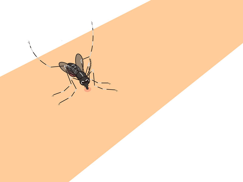 蚊が命がけで人の血を吸いにくるワケ - ウェザーニュース