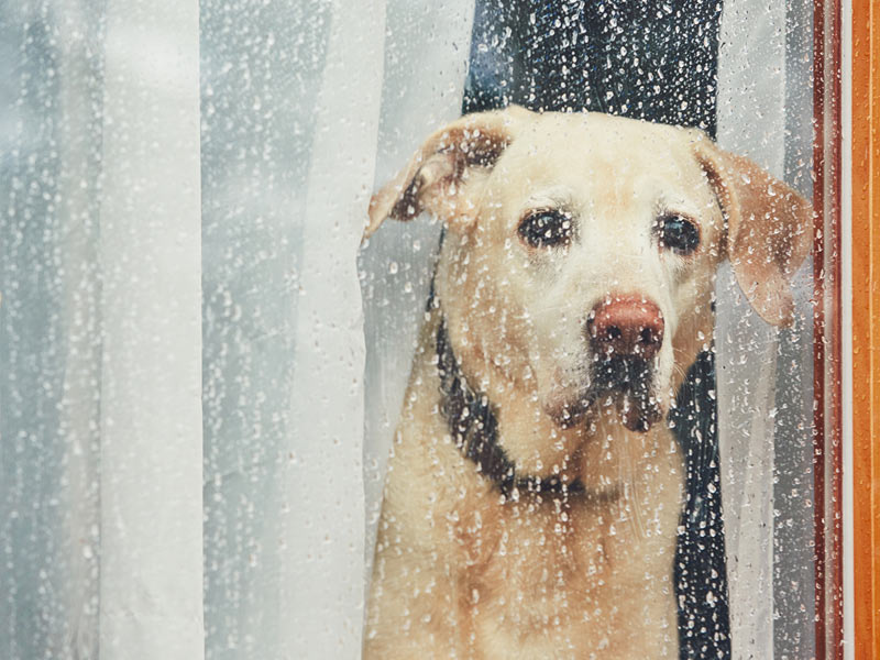 雨で散歩断念 愛犬のストレス解消法は ウェザーニュース