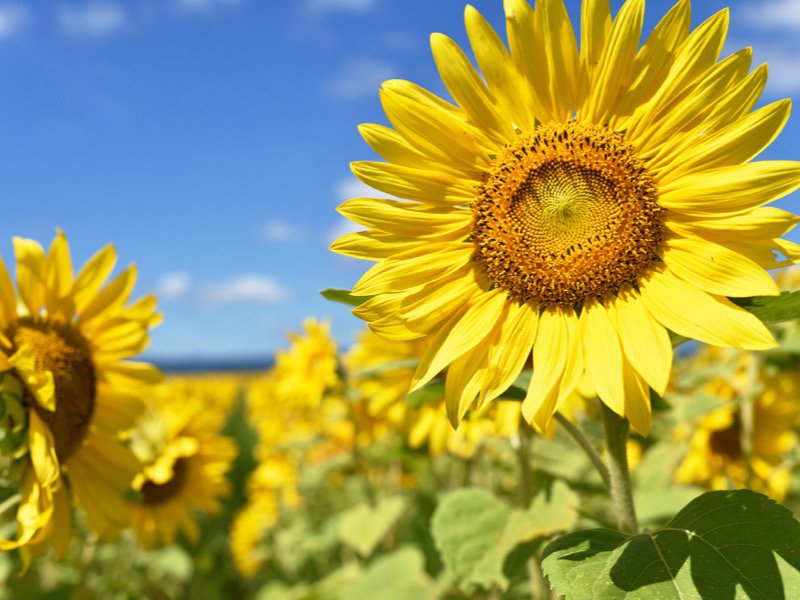 太陽の花「ひまわり」の様々な秘密とは - ウェザーニュース
