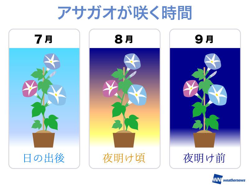 朝の容花 アサガオは 日没 のタイミングが重要だった ウェザーニュース