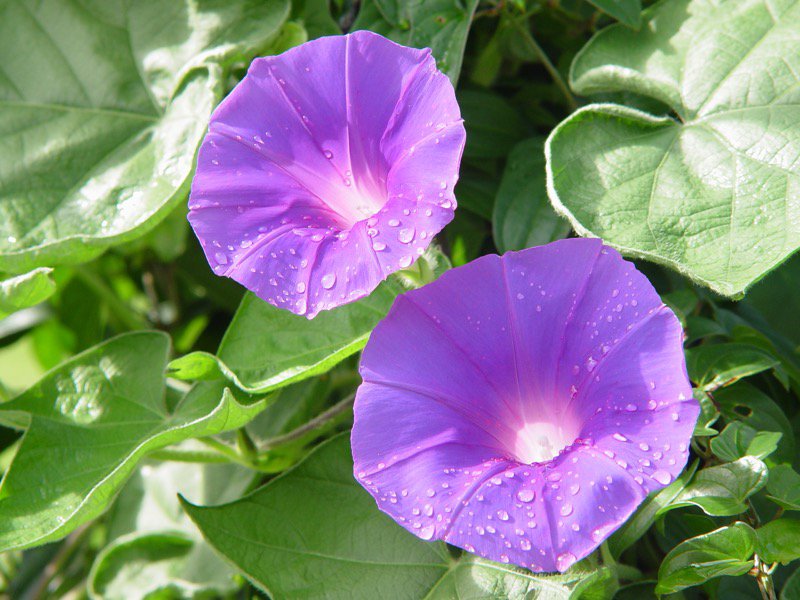 朝の容花 かおばな アサガオは 日没 のタイミングが重要だった ウェザーニュース