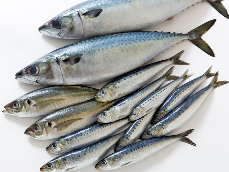 調理法によっては半分が流出 青魚の栄養素を効果的に摂るには ウェザーニュース