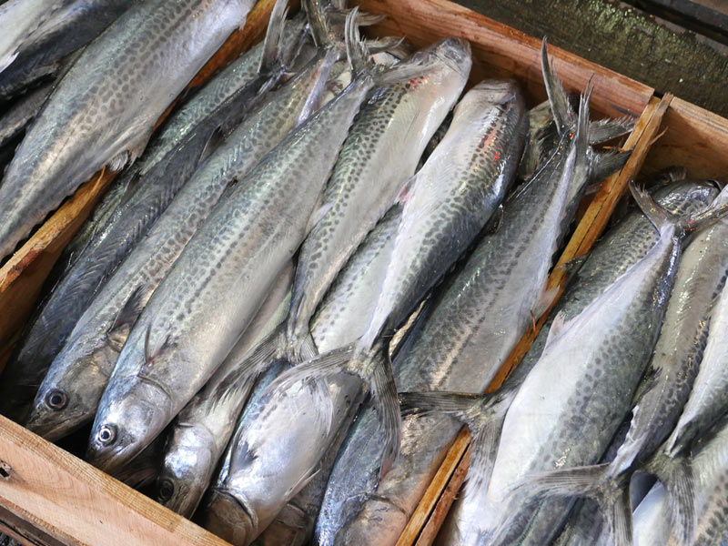 鰆 サワラ は 春の魚 なのに 秋にも美味しくなる ウェザーニュース