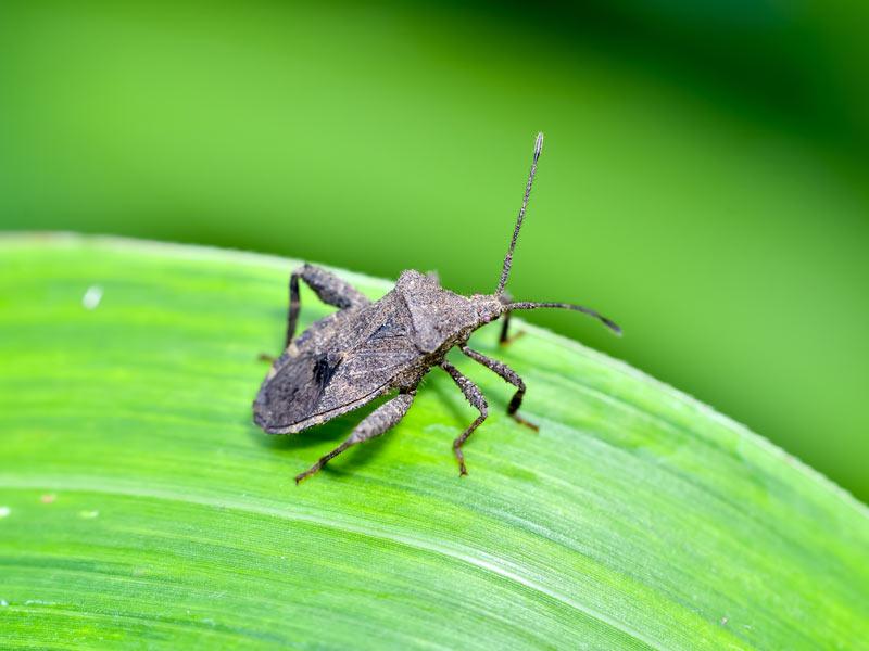 秋に大量発生 悪臭を放つカメムシが洗濯物につくワケ ウェザーニュース