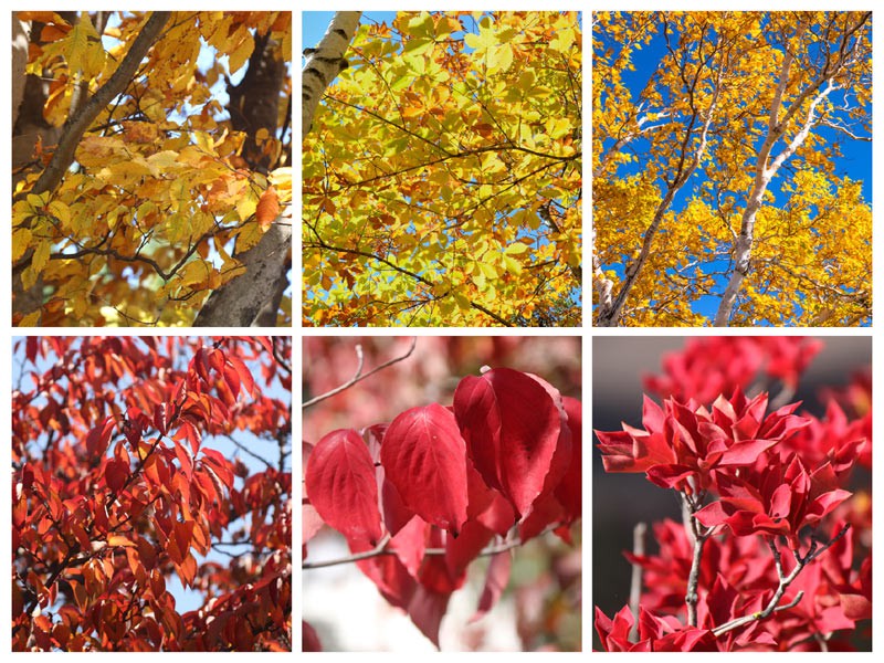 ソメイヨシノも モミジ以外に紅葉が美しくなる木10選 ウェザーニュース