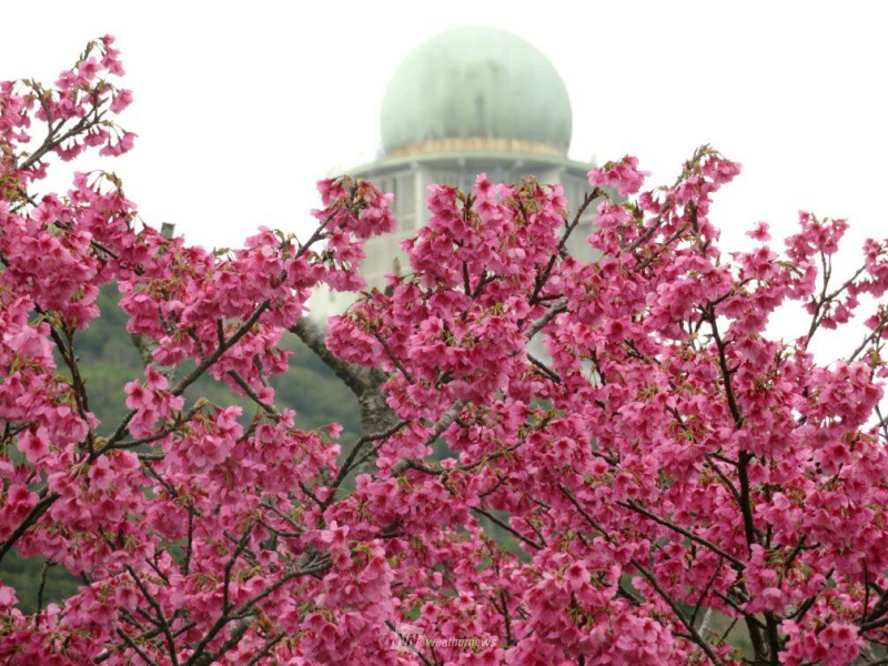 沖縄 奄美地方の桜開花予想 開花は平年並み ウェザーニュース