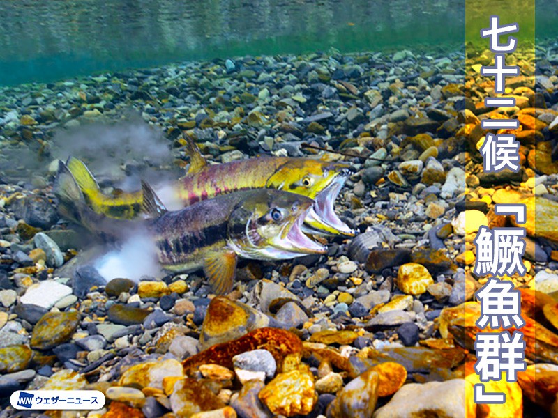 七十二候【鱖魚群】 日本人に身近な鮭の一生とは - ウェザーニュース