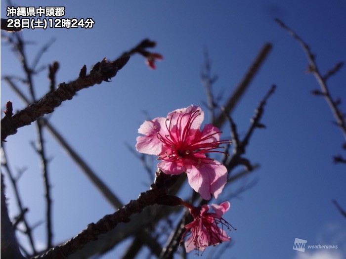 真冬の中にも春の息吹 沖縄県北谷町でカンヒザクラが開花 ウェザーニュース