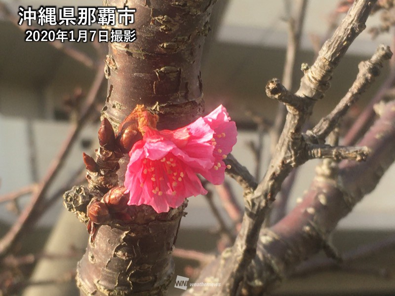 沖縄 奄美地方の桜開花予想 第五回 ウェザーニュース
