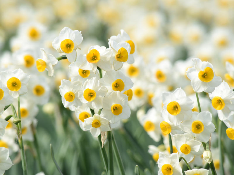 スイセンはナルシスト 代表的な冬の花 ツバキ と スイセン の意外な話 記事詳細 Infoseekニュース