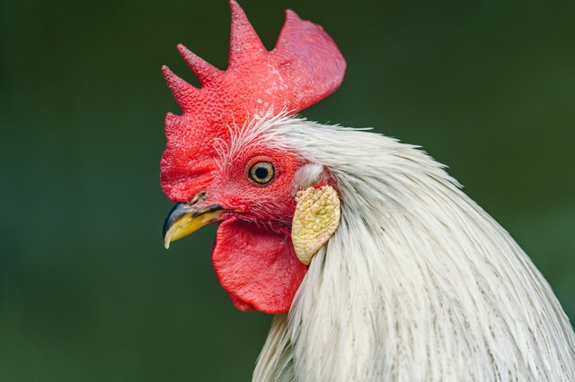 鶏始乳 身近なニワトリの知られざる秘密 ウェザーニュース