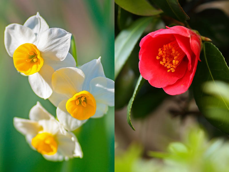 スイセンはナルシスト 代表的な冬の花 ツバキ と スイセン の意外な話 ウェザーニュース