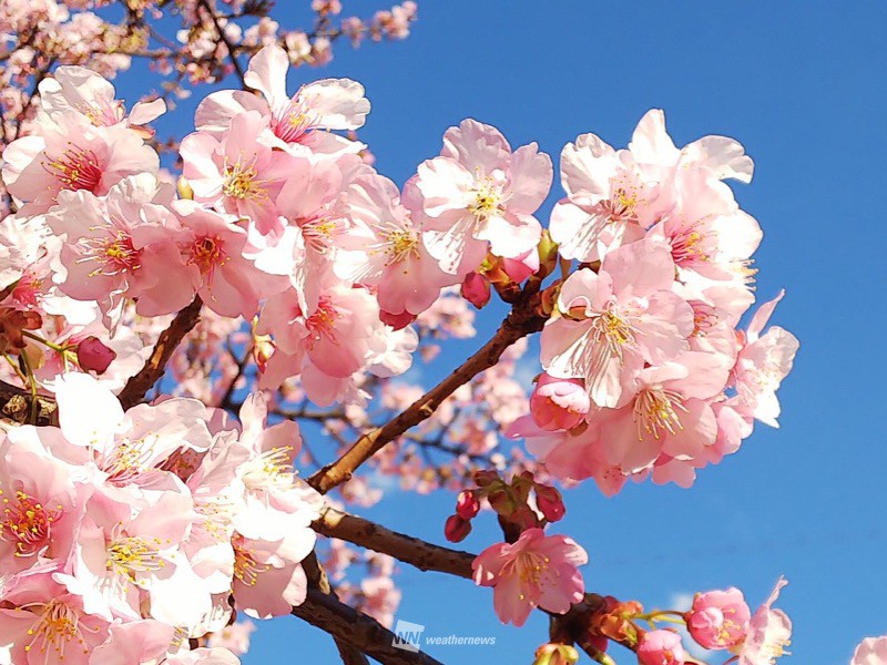 三連休におすすめ 関東周辺の河津桜スポット ウェザーニュース