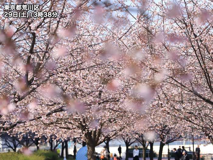 東京 青空に映える満開の早咲き桜 ウェザーニュース