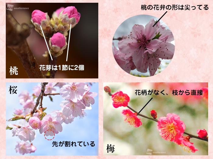 春の花として知られる桜 梅 桃の違いは ウェザーニュース