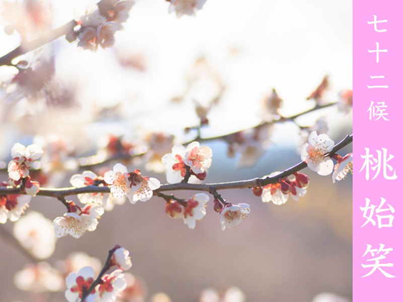 春の花として知られる桜 梅 桃の違いは ウェザーニュース