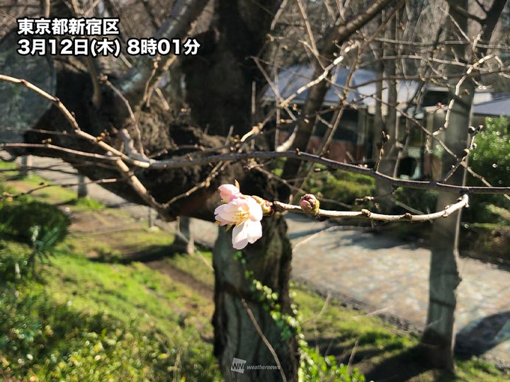 春の陽気で桜の蕾ほころぶ ソメイヨシノ開花し始めた所も 年3月12日 Biglobeニュース