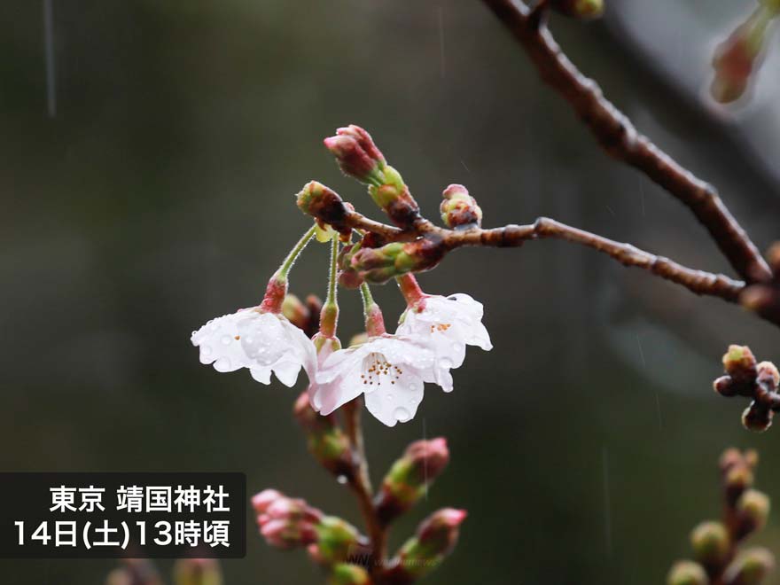 東京・靖国神社で桜開花 雨の中の開花宣言 観測史上最も早い記録
