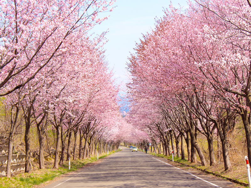 今年はお花見ドライブ 車で楽しめる 世界一の桜並木 とは ウェザーニュース