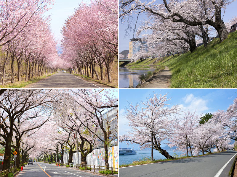 今年はお花見ドライブ 車で楽しめる 世界一の桜並木 とは ウェザーニュース