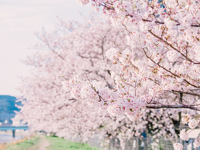 桜 で穏やかな気分に ピンク色 がもたらす効果 ウェザーニュース