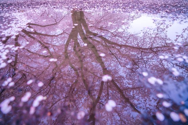 桜の写真をキレイに撮る！天気別の撮影方法 - ウェザーニュース