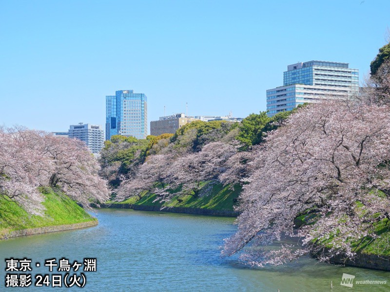 桜開花予想 東京の桜は例年より早く満開も 九州南部は大きく遅れ 暖冬の影響で開花時期が二極化 ウェザーニュース