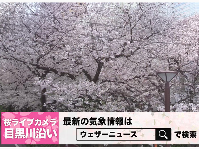 桜ライブカメラ 自宅から桜を楽しめる ウェザーニュース