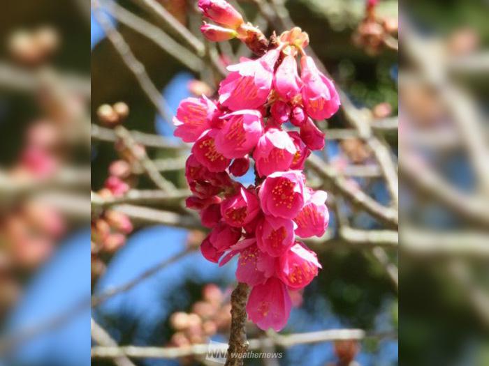 七十二候「桜始開」 桜の様々な品種をご紹介 - ウェザーニュース