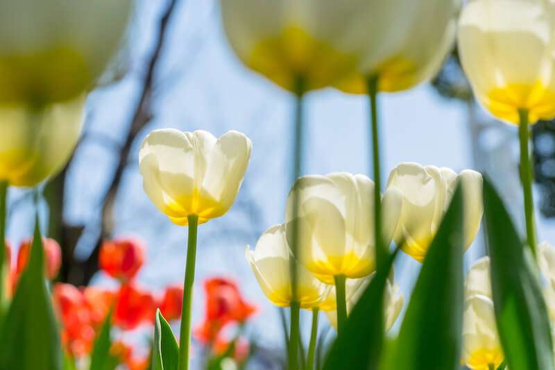 春の花 チューリップ 開き具合で 気温 が分かる ウェザーニュース