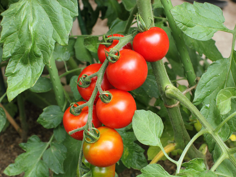 家庭菜園の初心者必見 トマト栽培で失敗しないコツ 年5月18日 Biglobeニュース
