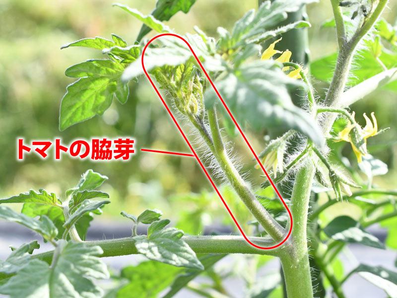 トマトの家庭菜園で失敗しない初心者必見のコツ ウェザーニュース